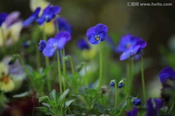 紫色花 蝴蝶花