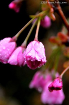 丁香花