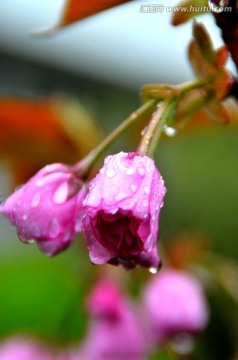 丁香花