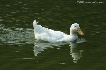 白鸭子一只