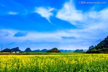 云南罗平油菜花