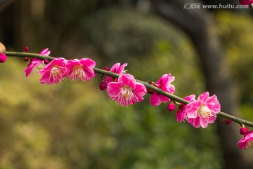 梅花