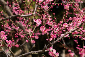 梅花