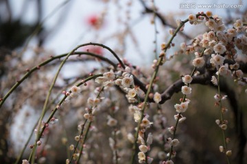 梅花 淡粉