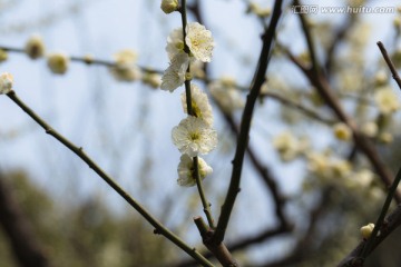 梅花