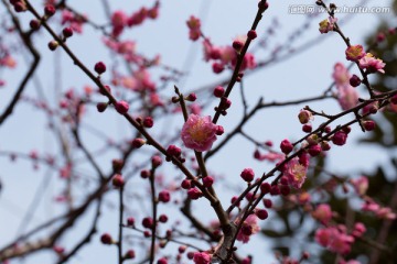 梅花 花蕾