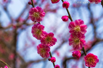 梅花