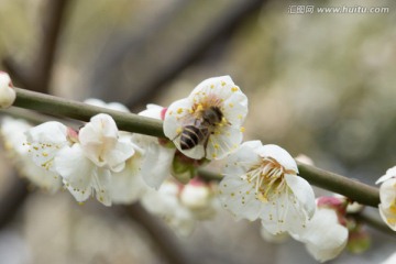 梅花