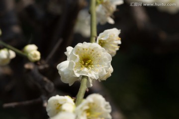 梅花