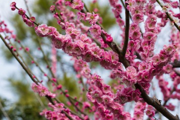 梅花 粉色