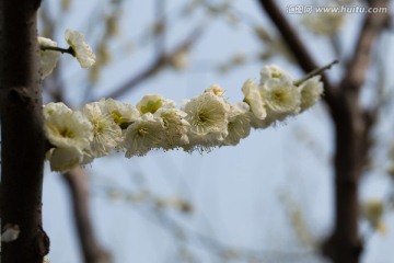 梅花