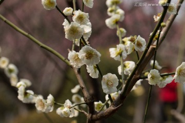 梅花