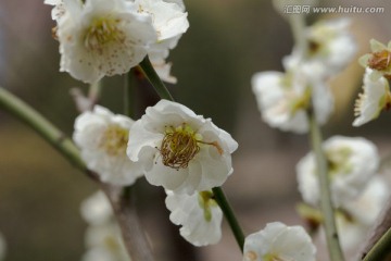 梅花