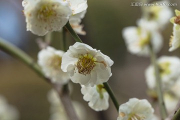 梅花