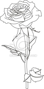 線描玫瑰花（單線未閉合）