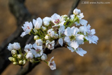 梨花