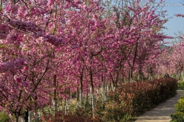 云南樱花