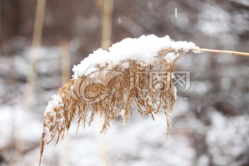 雪压芦苇