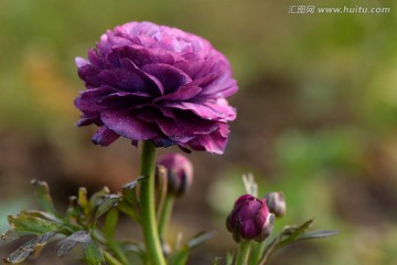 紫色花朵