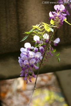 紫藤花