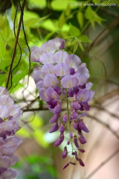 紫荆花