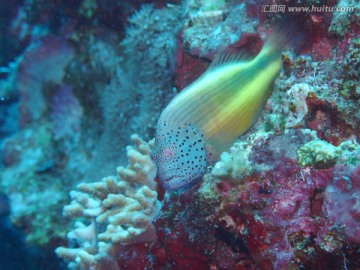 海里游的鱼