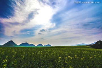 云南罗平油菜花