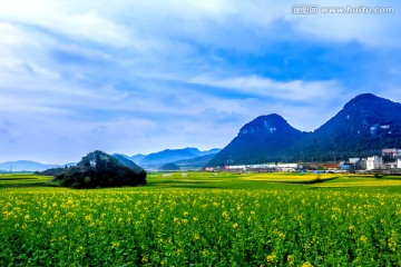 云南罗平油菜花