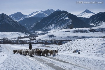 冬季牧羊 风雪天山