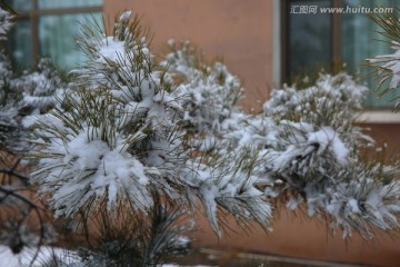 松雪