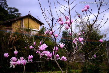 阿婆六村玉兰花