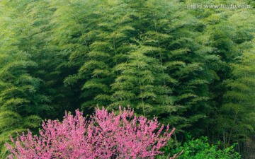 桃花竹林