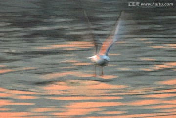 動感海鷗油畫