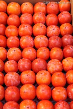 陕西富平柿子 红柿子