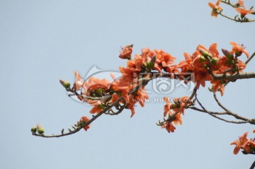 木棉花图片