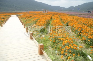 海南三亚花海图片