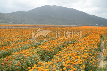 海南三亚花海图片