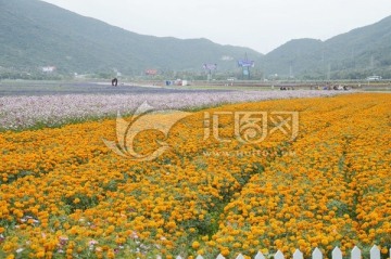 海南三亚花海图片