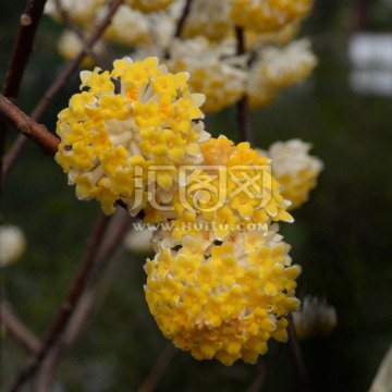 黄色花球 结香花
