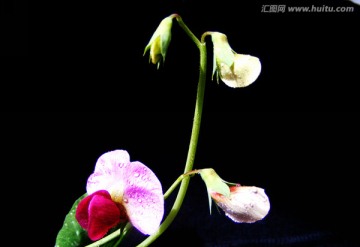 小豌花