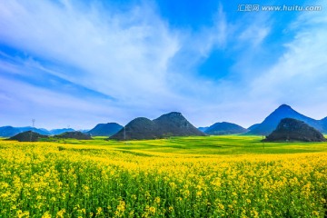 云南罗平油菜花