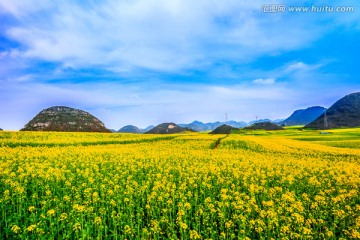 云南罗平油菜花