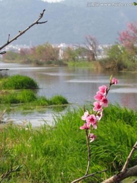 一枝桃花