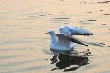動感海鷗油畫
