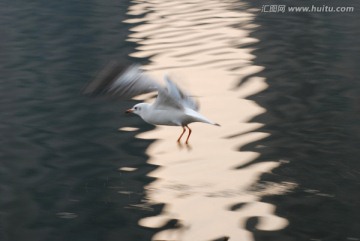 慢门海鸥