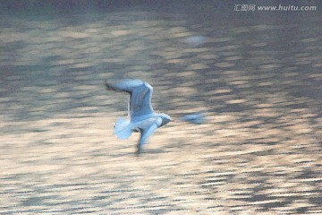動(dòng)感海鷗油畫