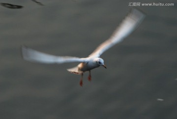 慢门海鸥