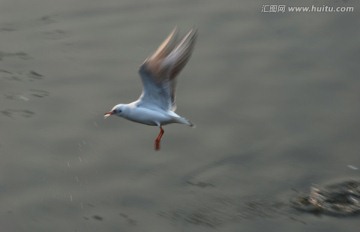 慢门海鸥