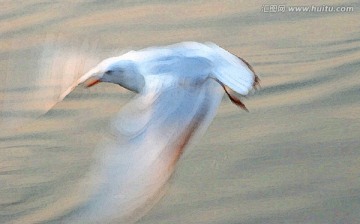 動感海鷗油畫