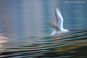 動(dòng)感海鷗油畫